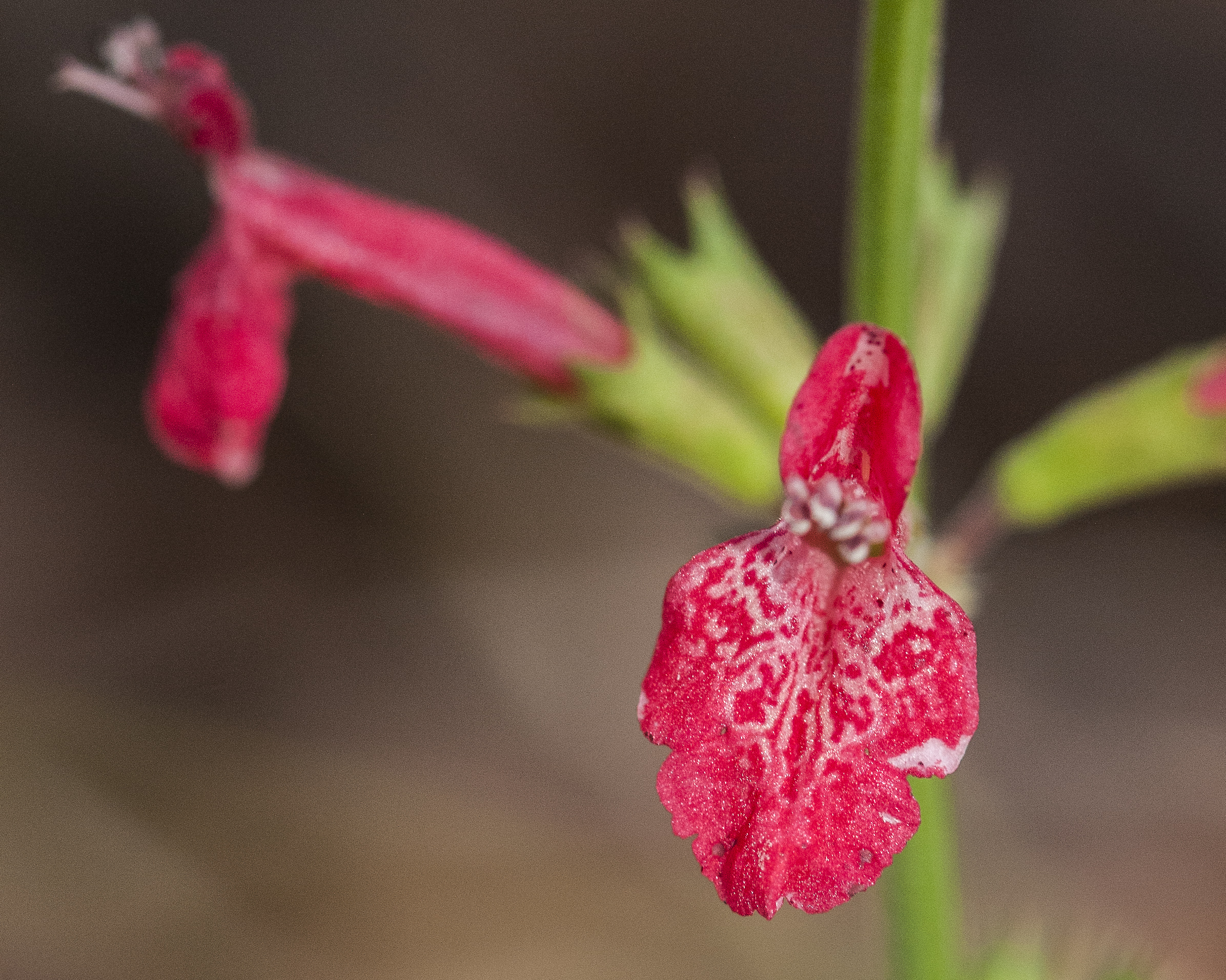 Scarlet Betony Flower