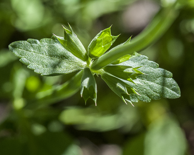 Scarlet Betony Leaves