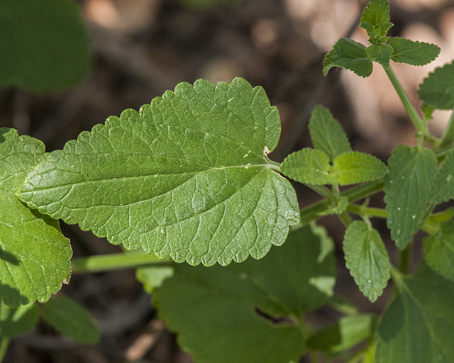 Scarlet Betony Leaves