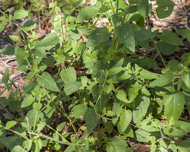 Scarlet Betony Plant