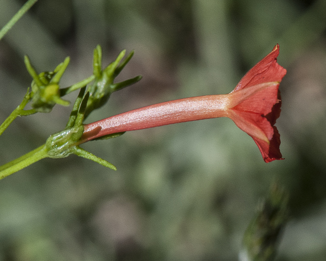 Scarlet Creeper Flower