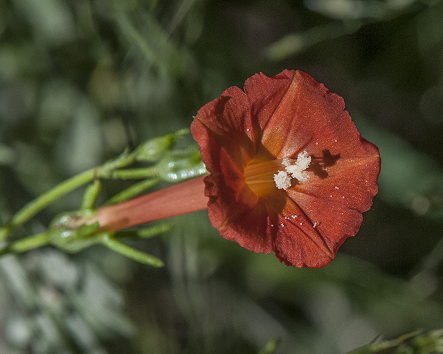 Scarlet Creeper Flower