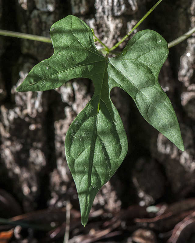 Scarlet Creeper Leaves