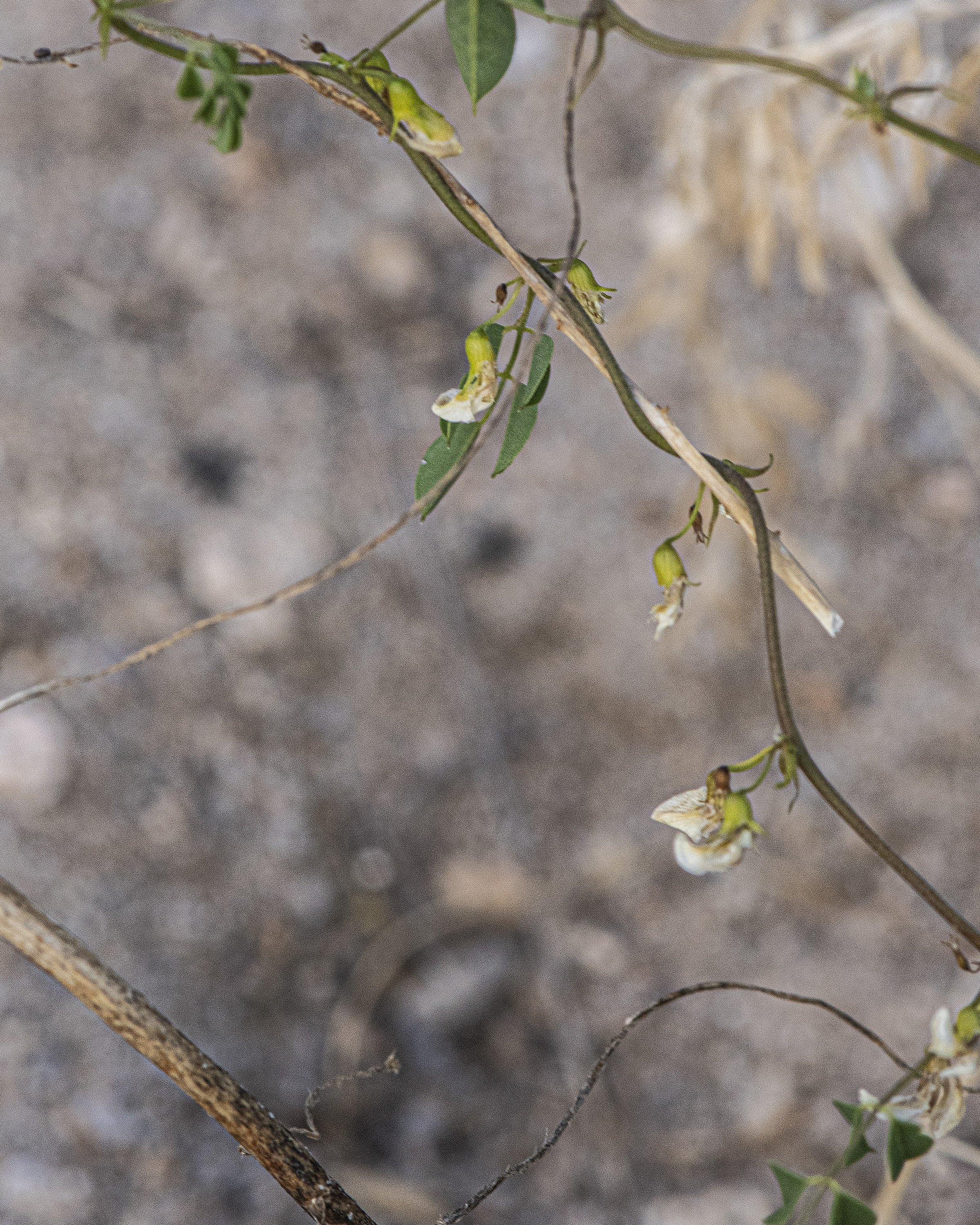 Schott's Yellowhood Flower