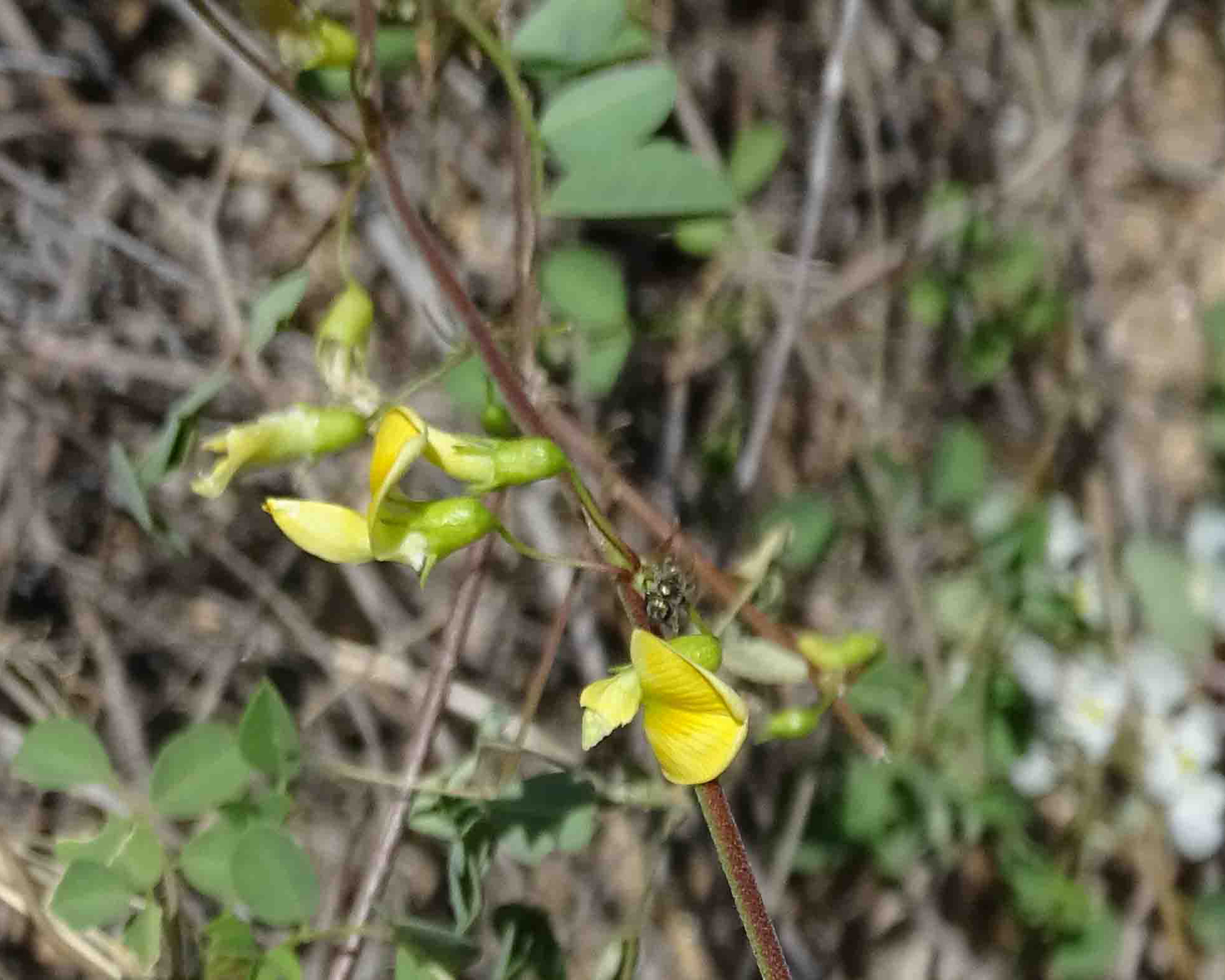 Schott's Yellowhood Flower