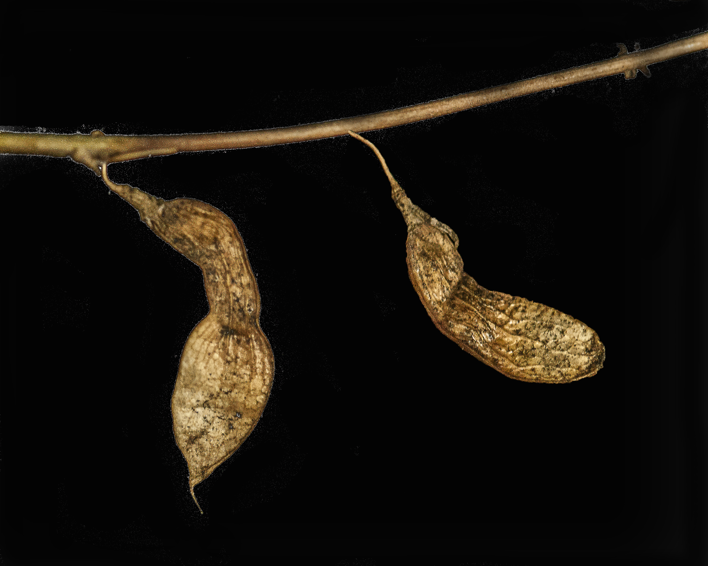 Schott's Yellowhood Fruit