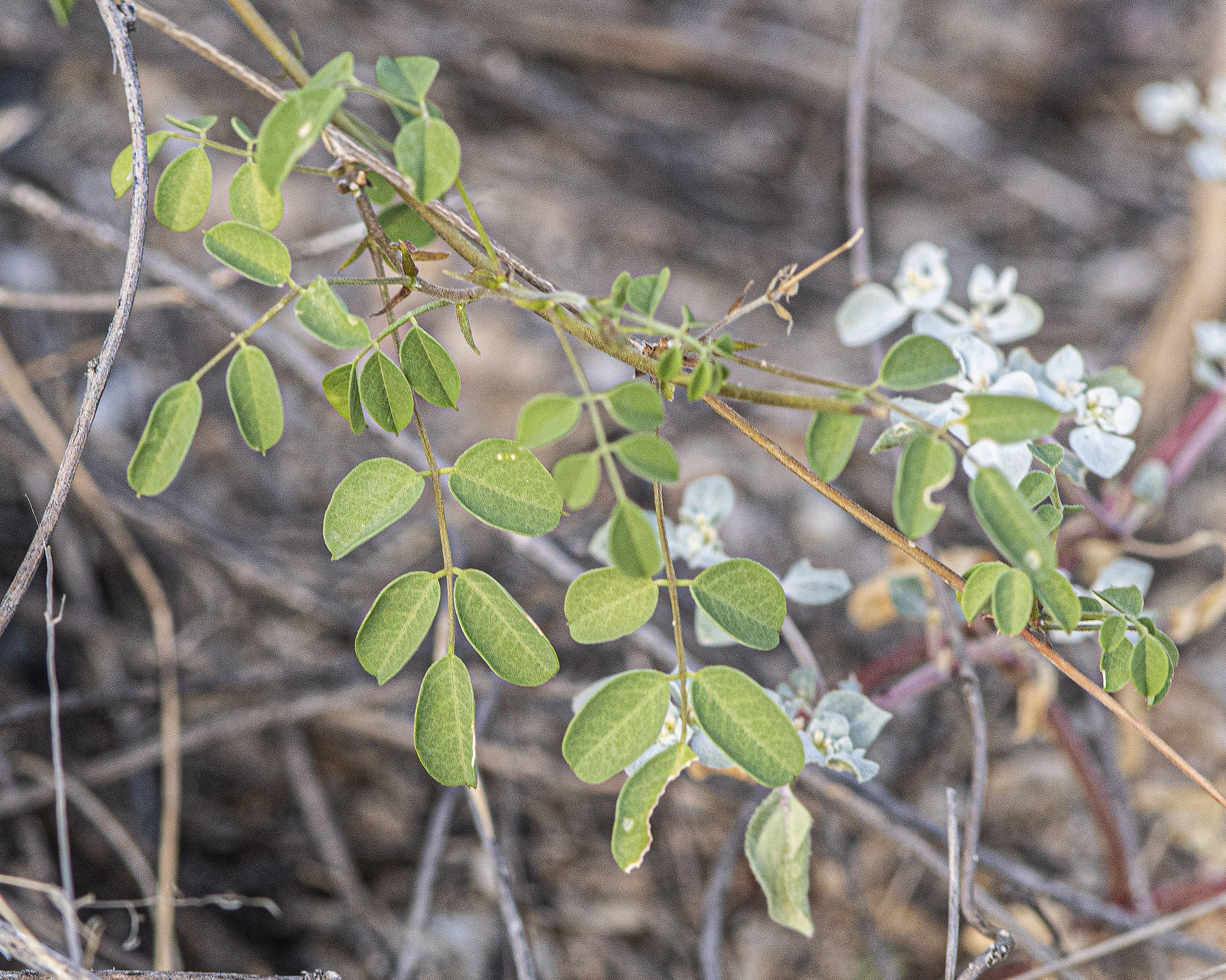 Schott's Yellowhood Leaves