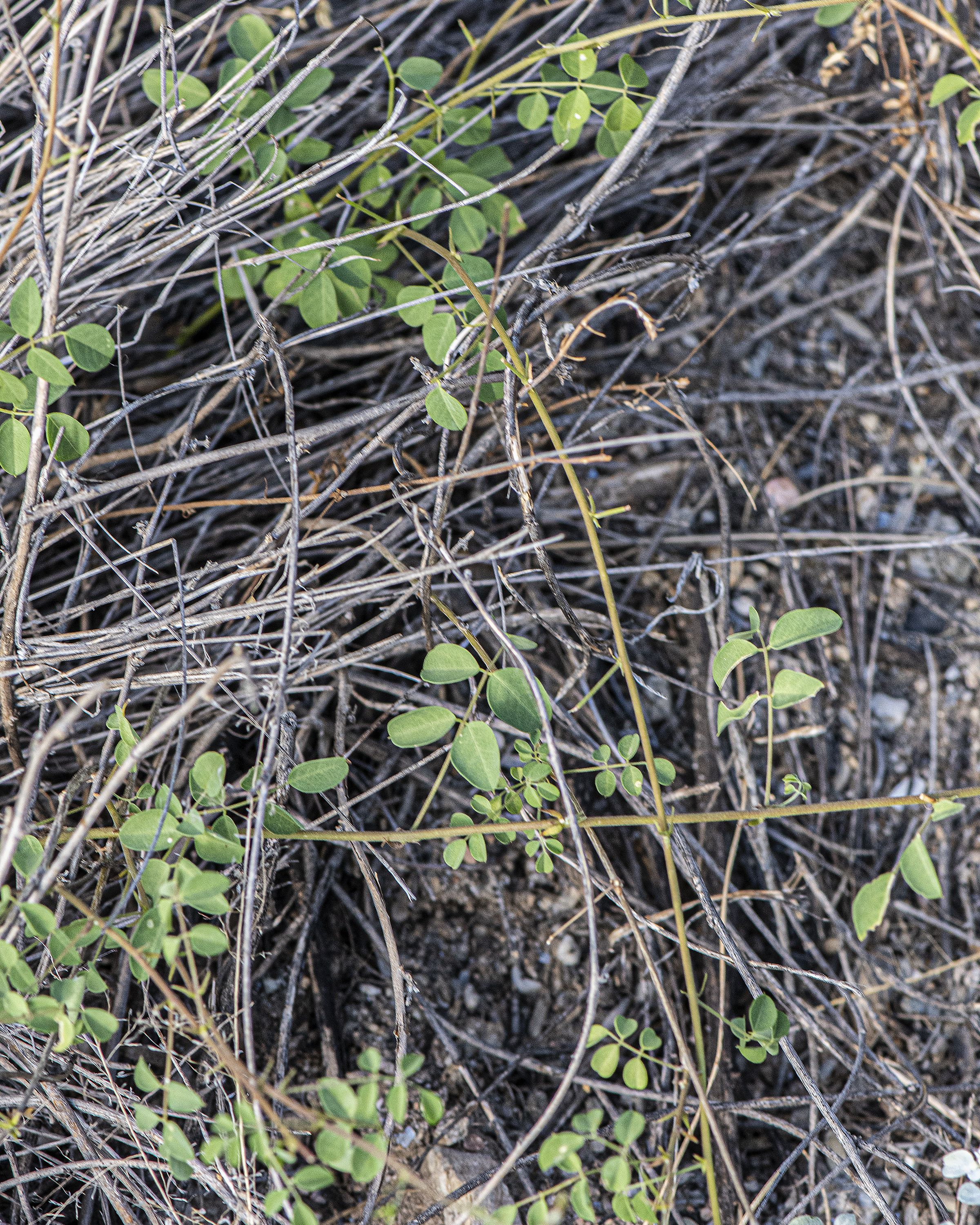 Schott's Yellowhood Plant