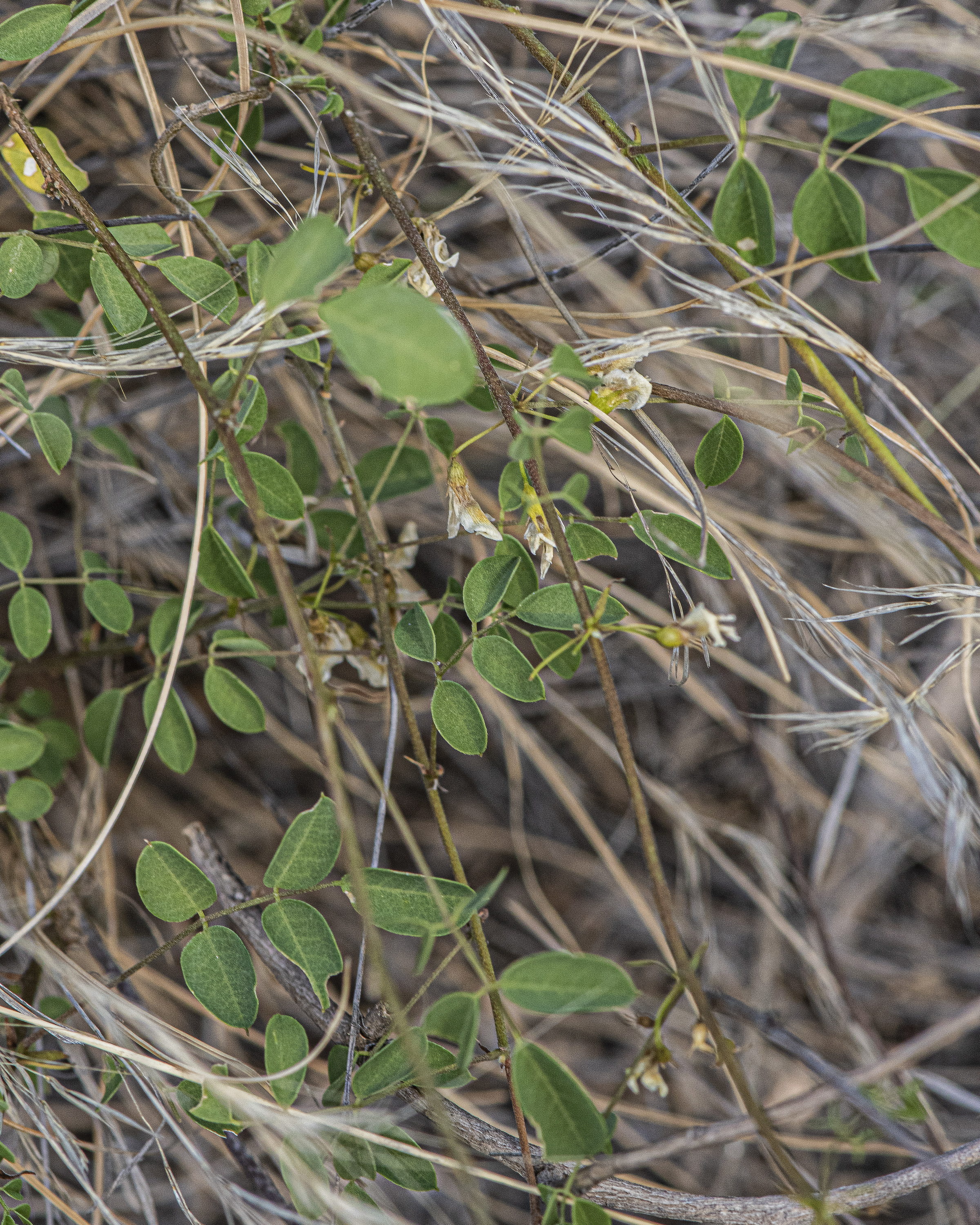 Schott's Yellowhood Stem