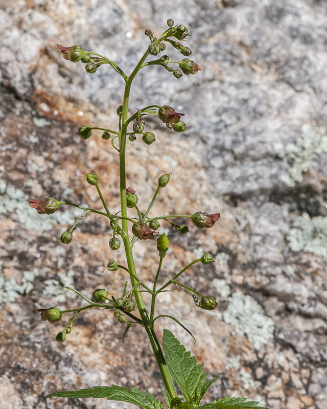 Scrophularia Flower