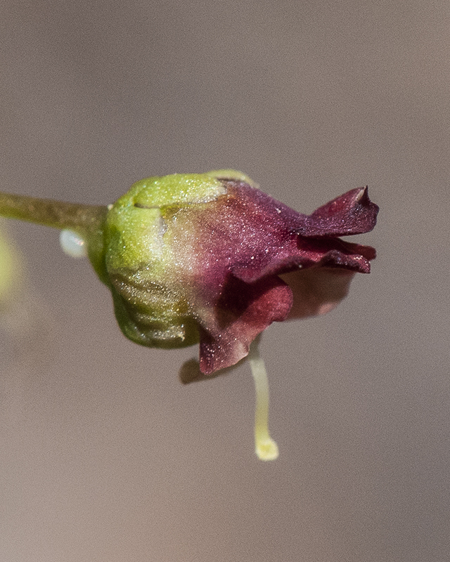 Scrophularia Flower