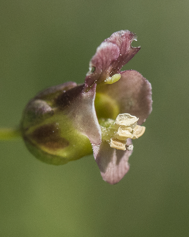 Scrophularia Flower
