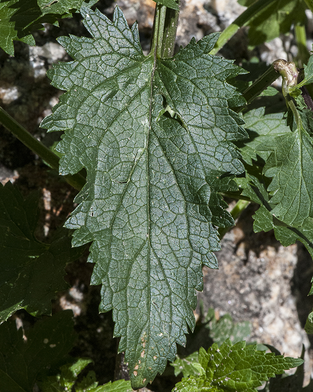 Scrophularia Leaves