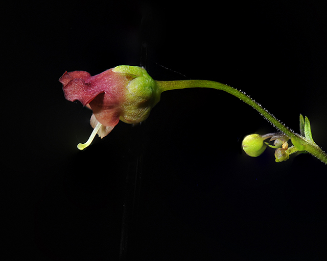 Scrophularia Flower