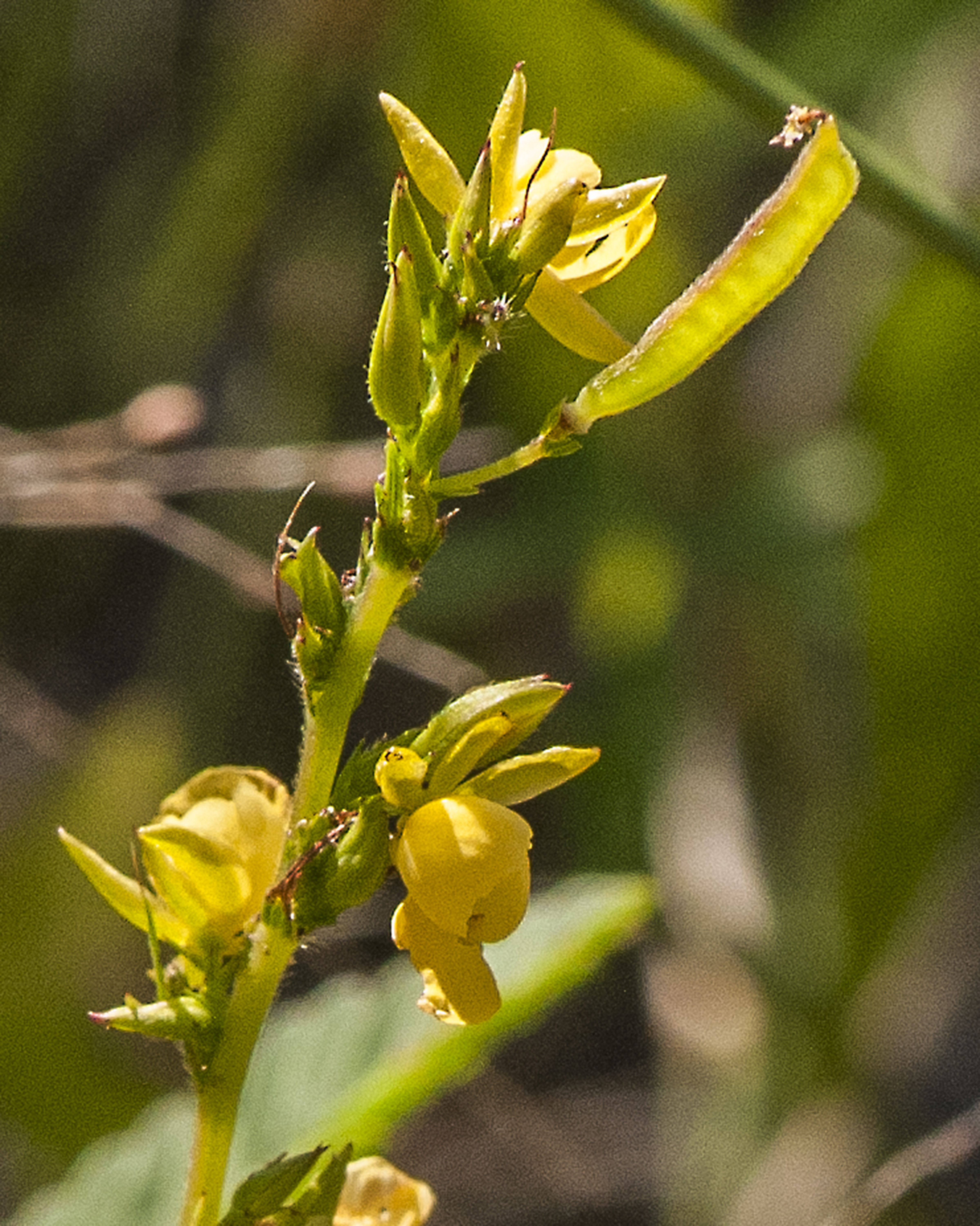 Sensitive Partridge Pea Flower