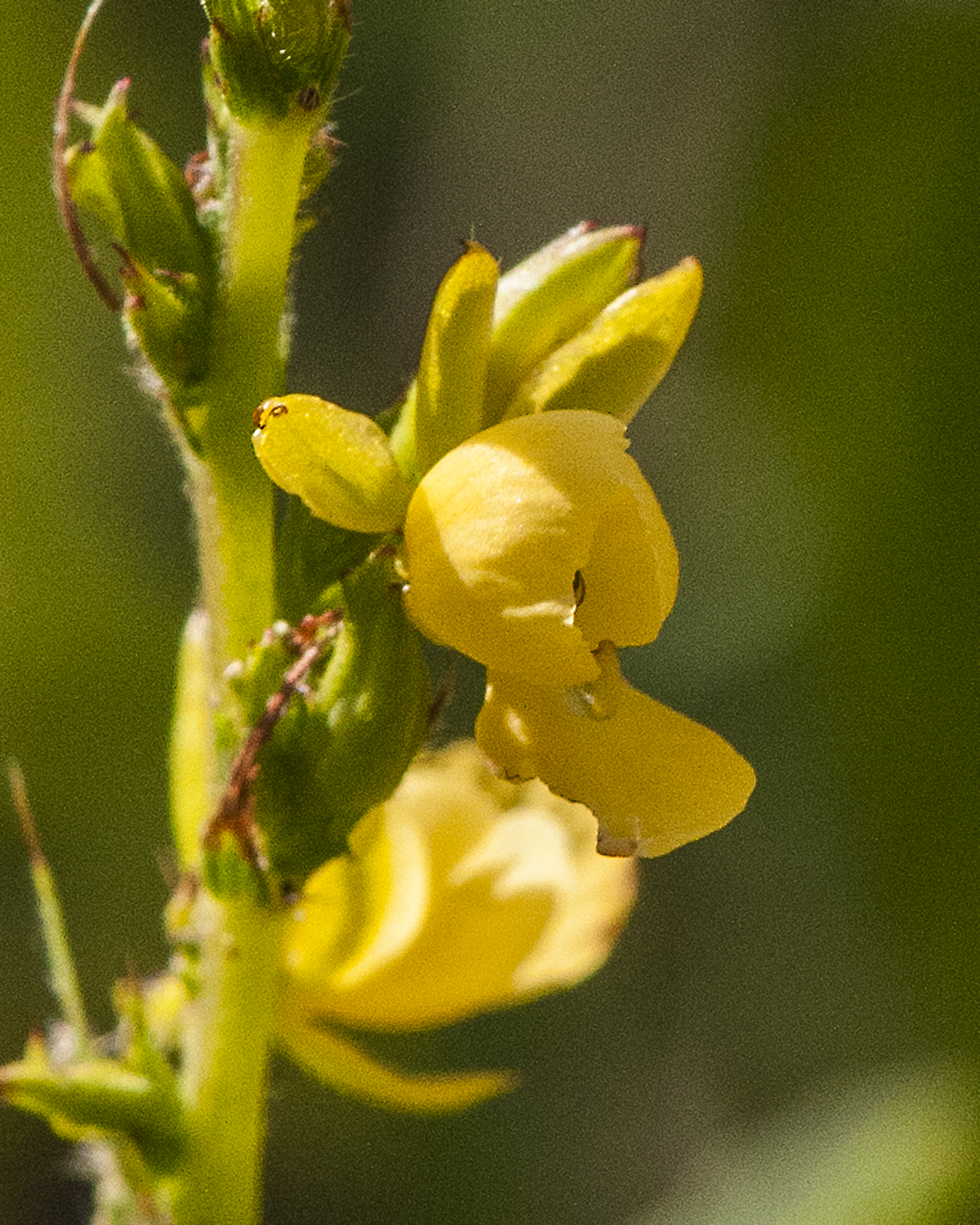 Sensitive Partridge Pea Flower