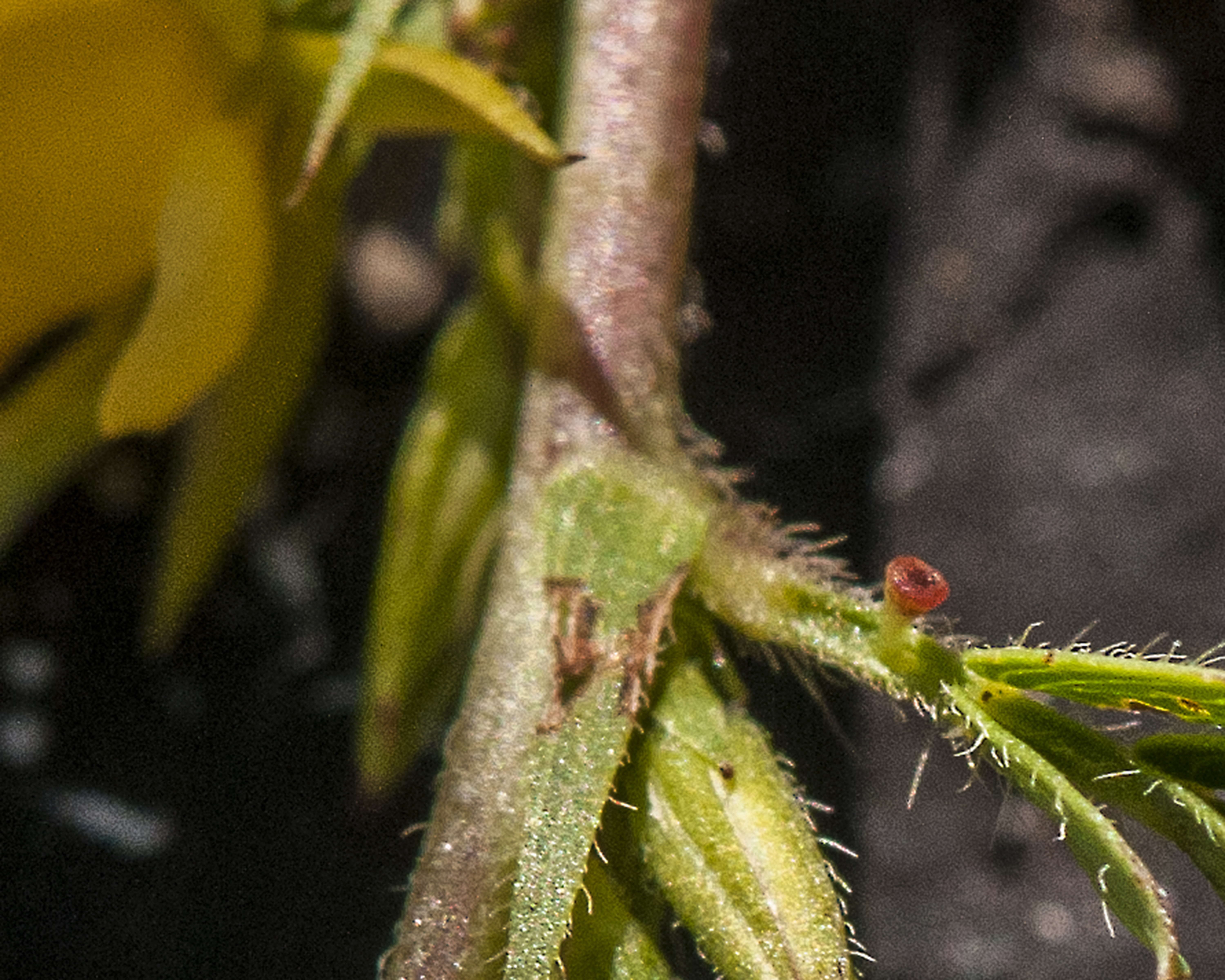 Sensitive Partridge Pea Gland