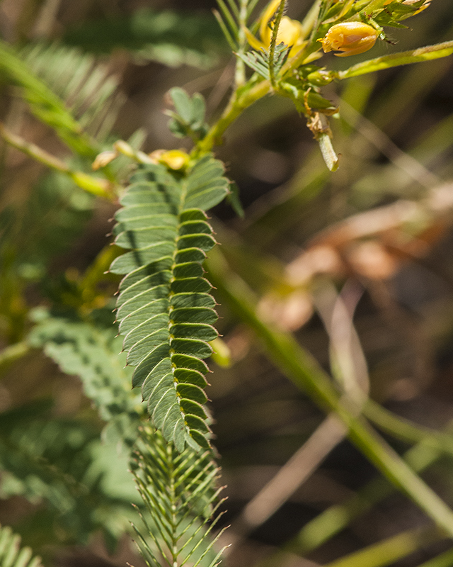 Sensitive Partridge Pea Leaves