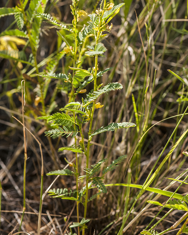 Sensitive Partridge Pea Plant
