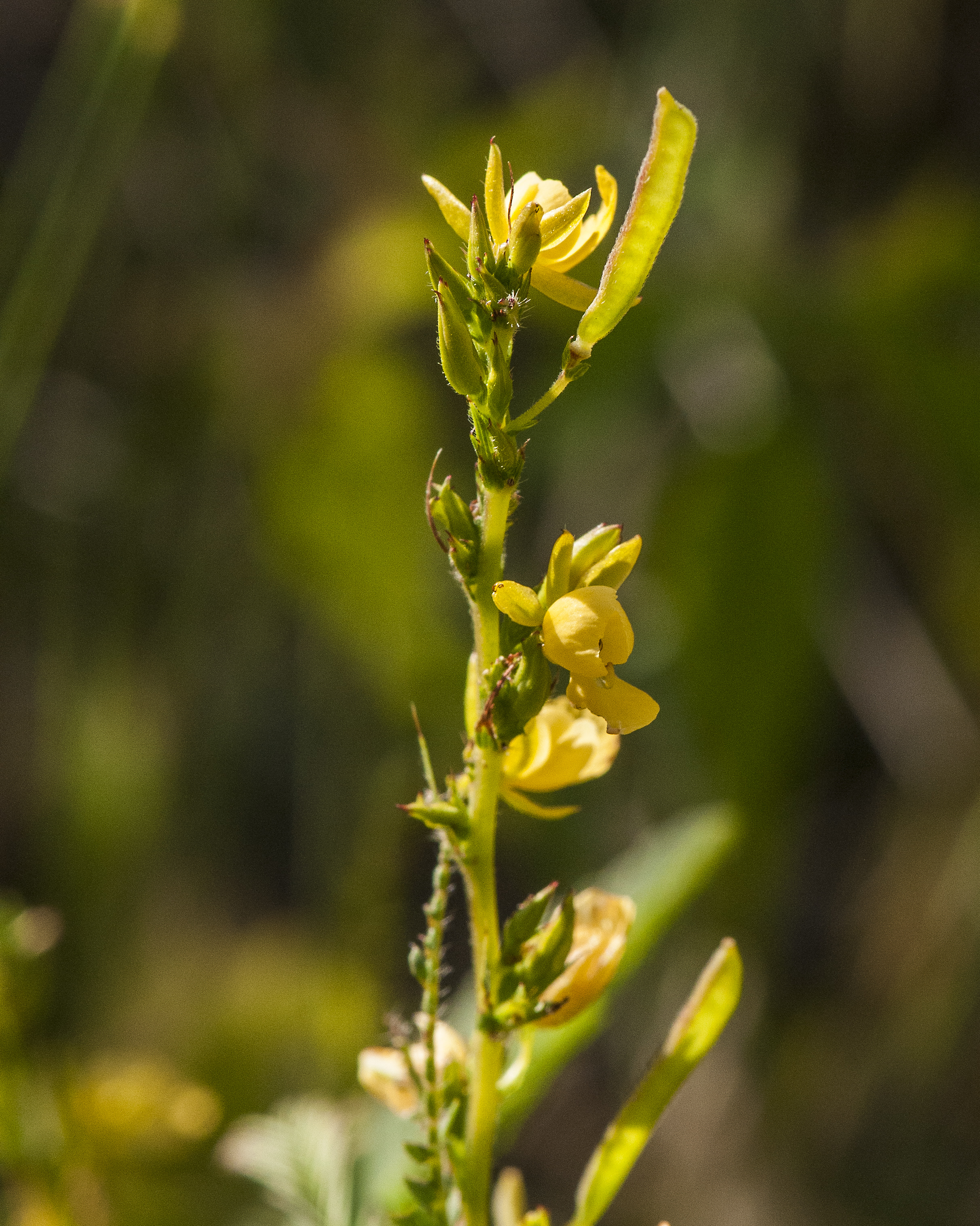 Sensitive Partridge Pea Stem