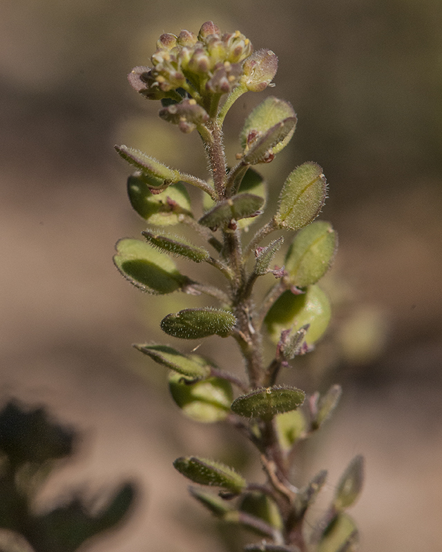 Shaggyfruit Pepperweed Fruit