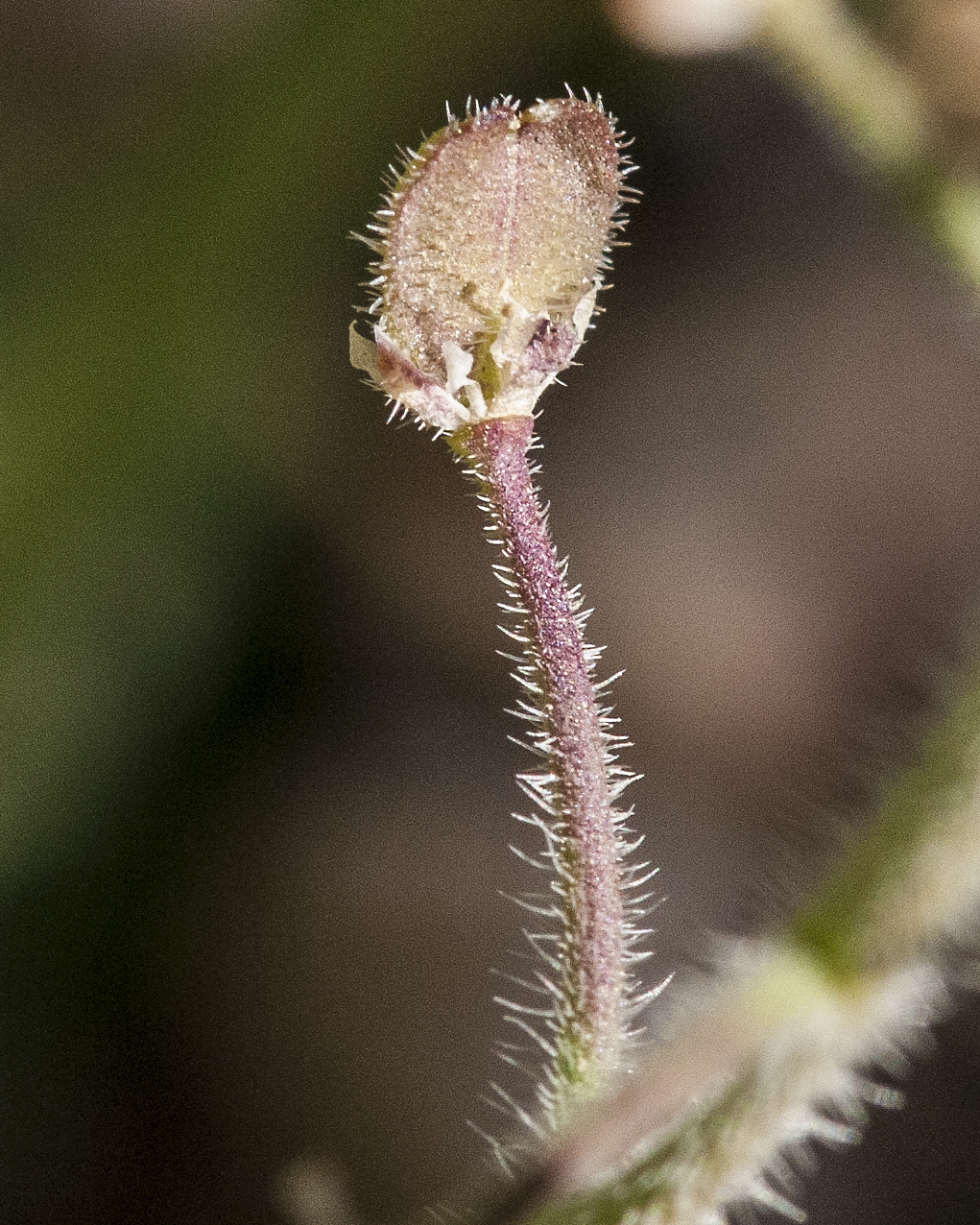 Shaggyfruit Pepperweed Fruit