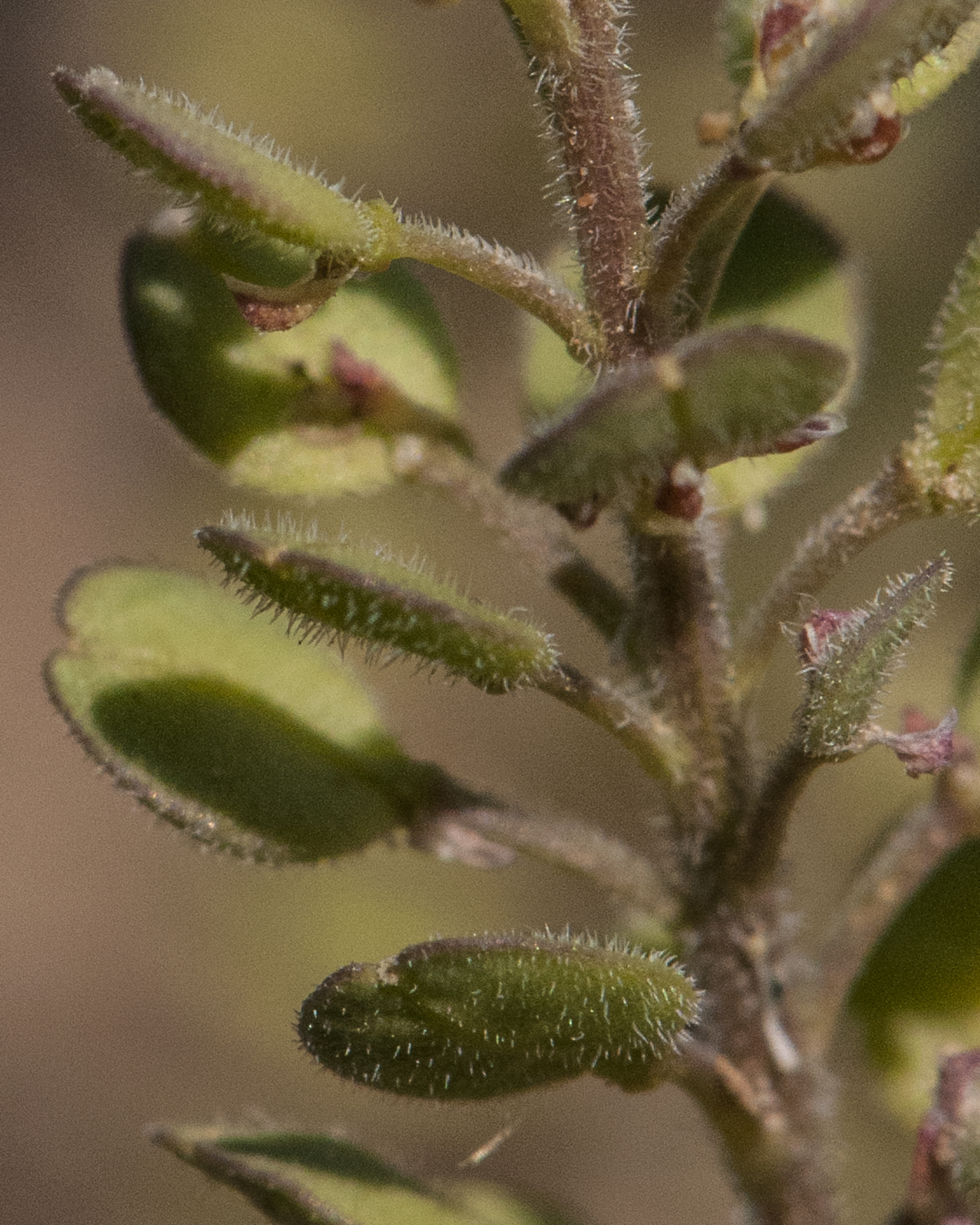 Shaggyfruit Pepperweed Hairs