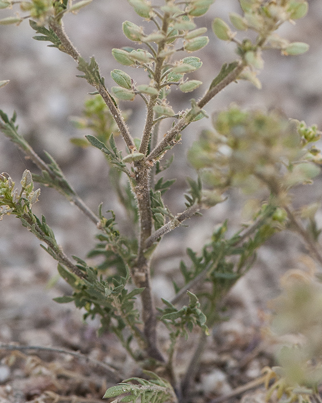 Shaggyfruit Pepperweed Leaves