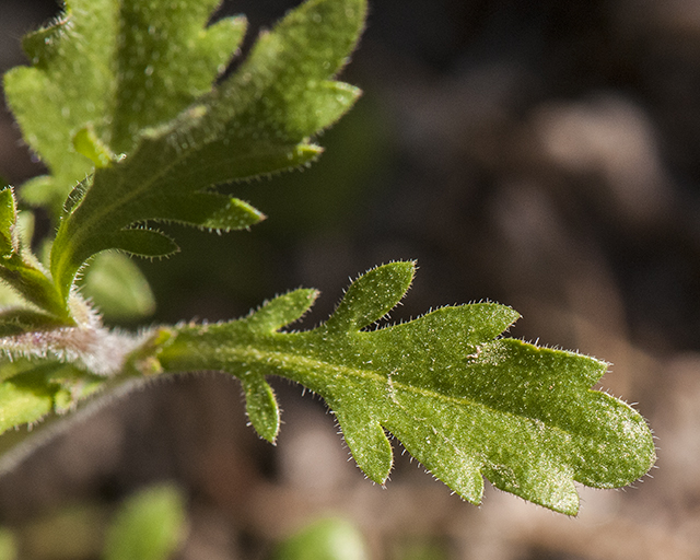 Shaggyfruit Pepperweed Leaves