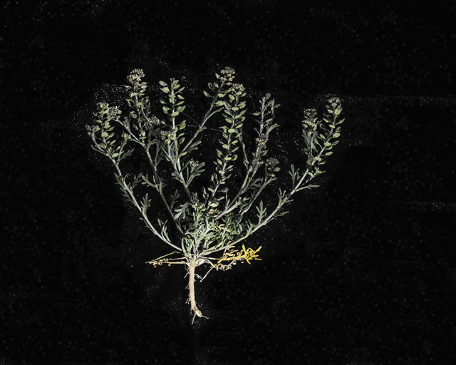 Shaggyfruit Pepperweed Plant