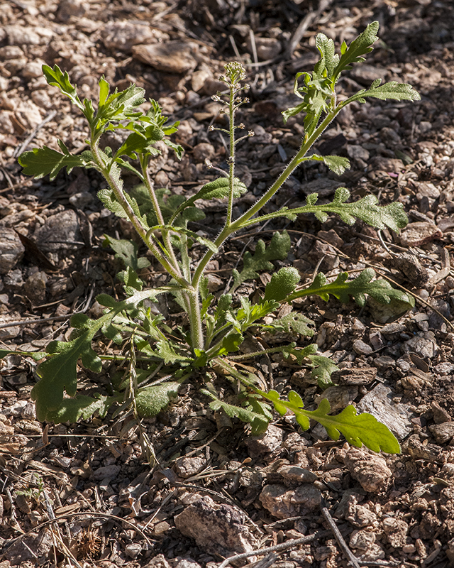 Shaggyfruit Pepperweed Plant