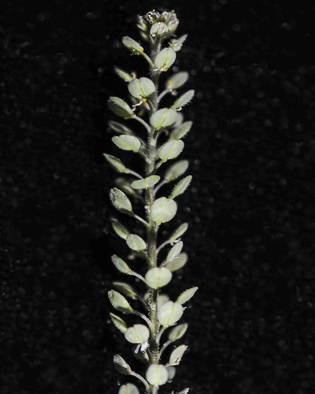 Shaggyfruit Pepperweed Stem