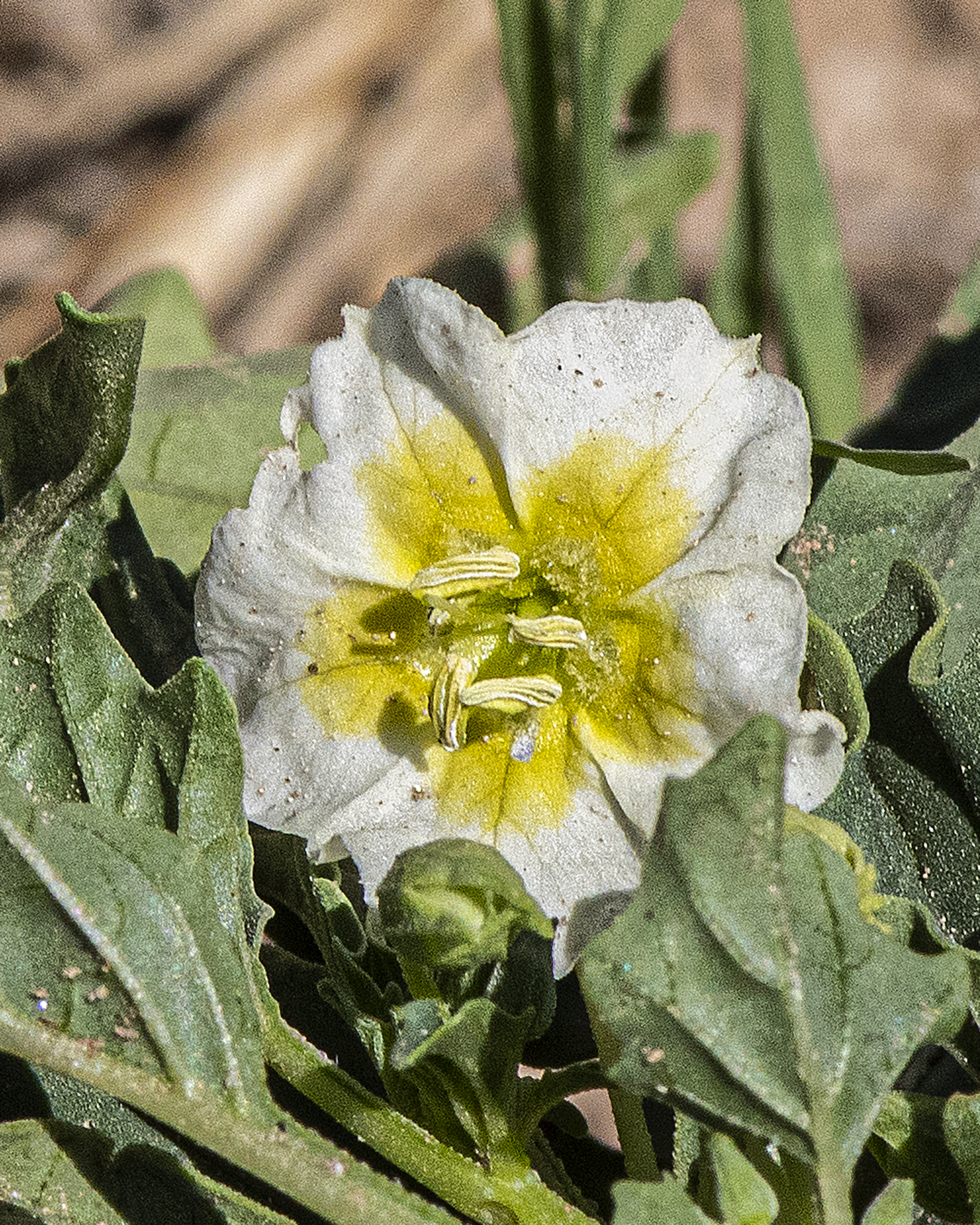 Sharpleaf Groundcherry Flower