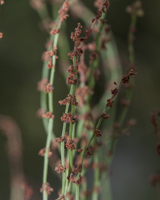 Sheep Sorrel Flower