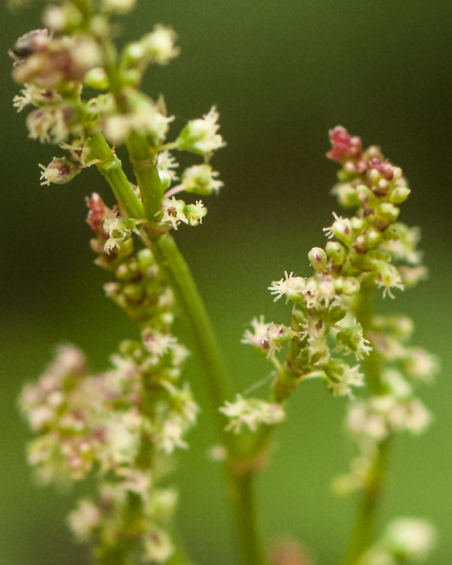 Sheep Sorrel Male Flower