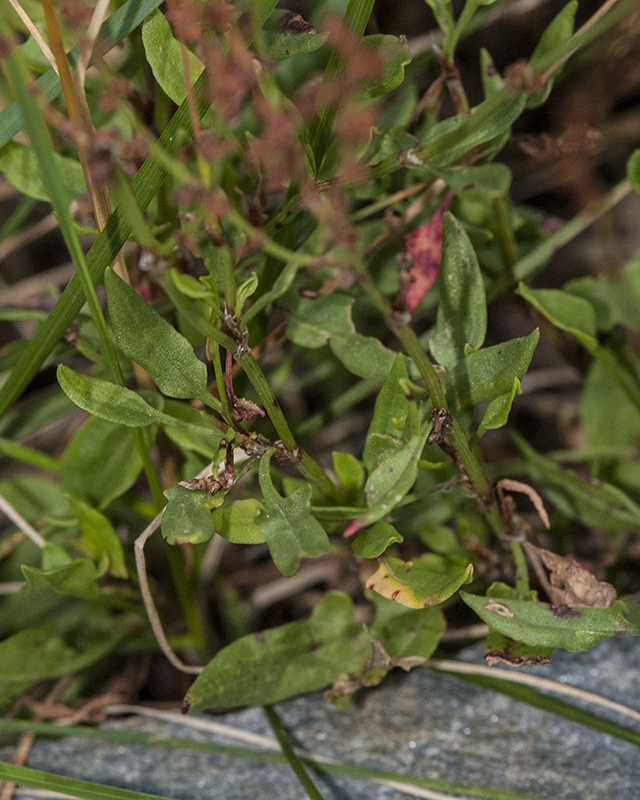 Sheep Sorrel Leaves