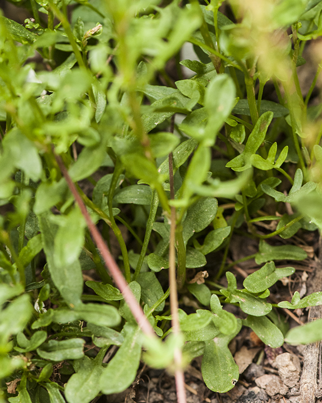 Sheep Sorrel Male Leaves