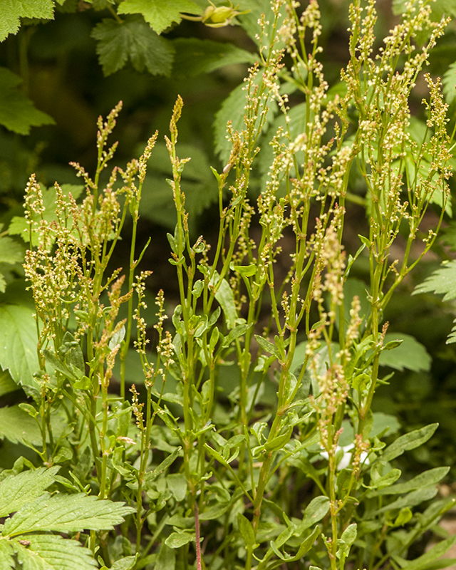 Sheep Sorrel Male Plant