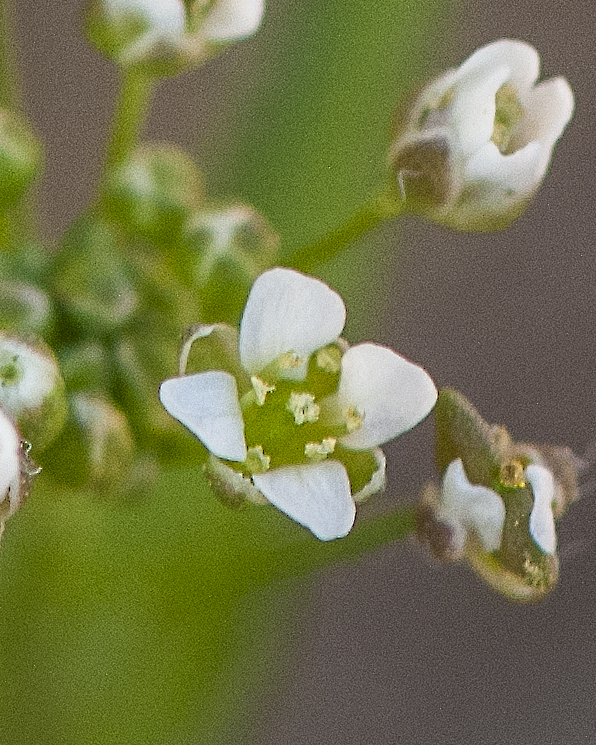Shepherd's Purse Flower