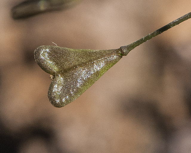 Shepherd's Purse Fruit