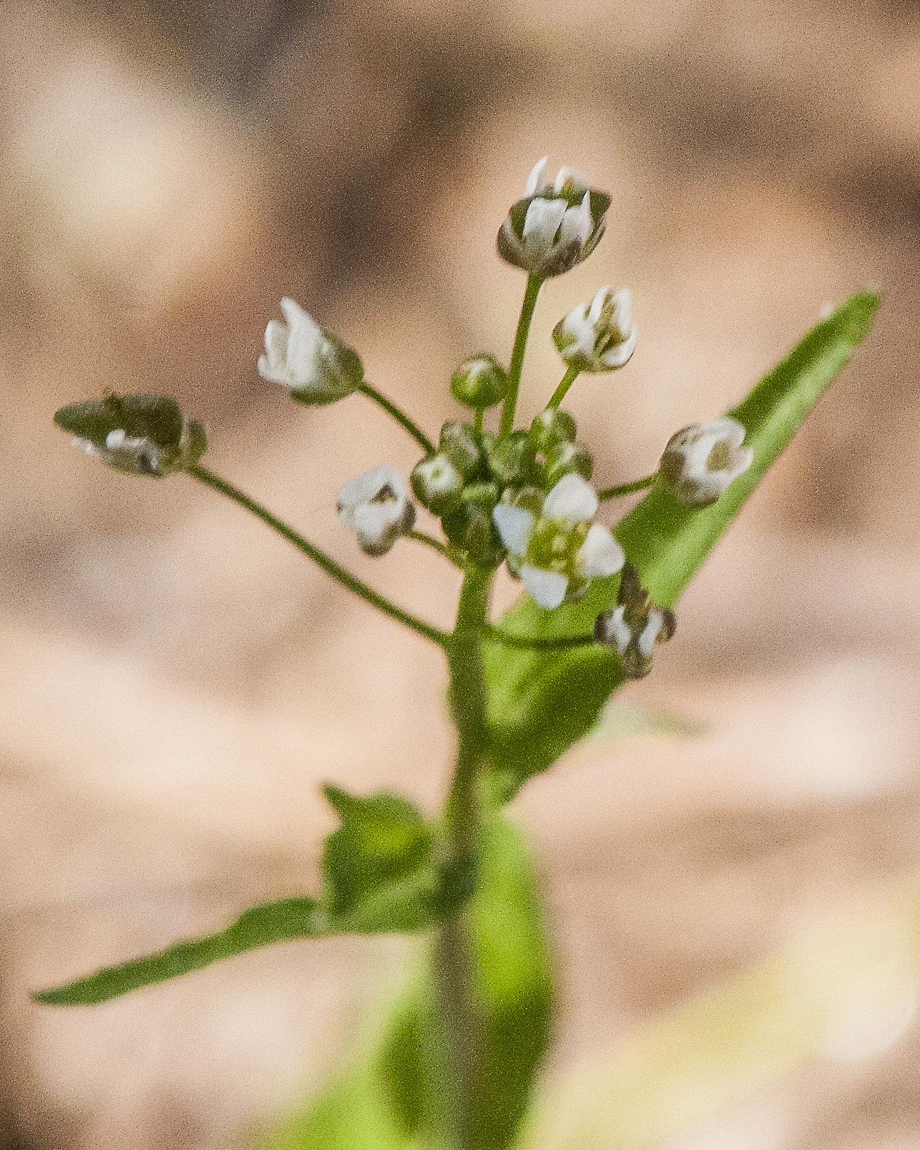 Shepherd's Purse Head