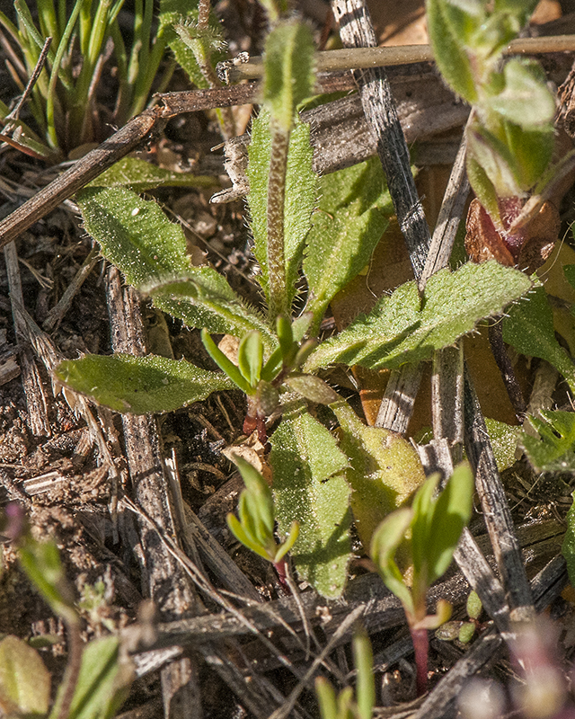 Shepherd's Purse Leaves