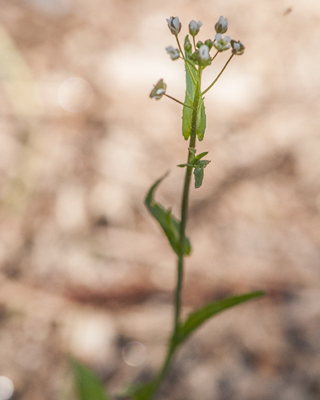 Shepherd's Purse Stem