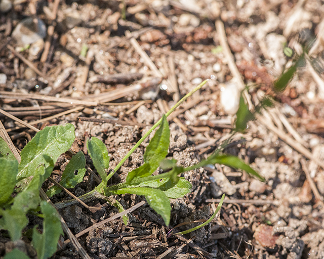 Shepherd's Purse Stem