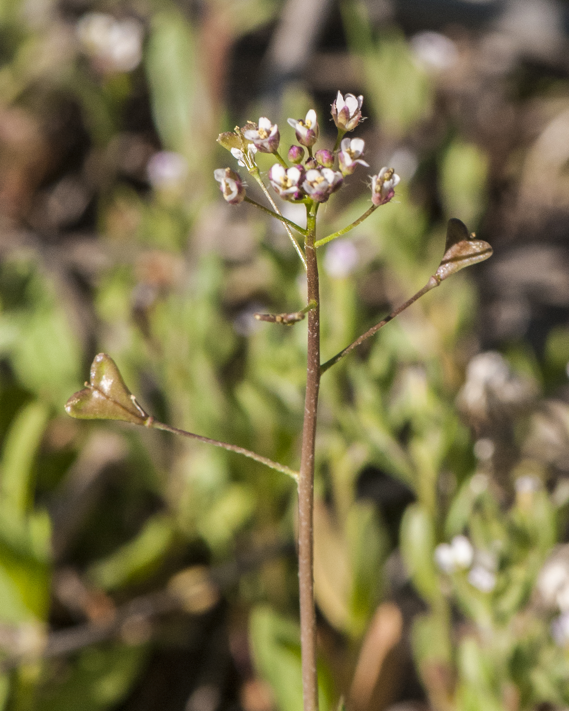 Shepherd's Purse Stem