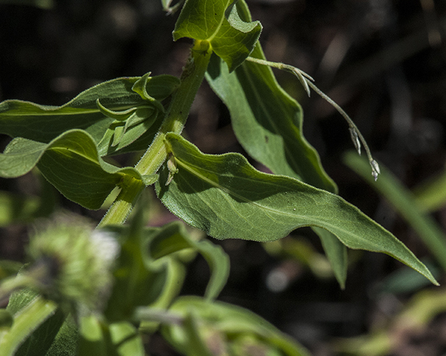 Showy Fleabane Leaves