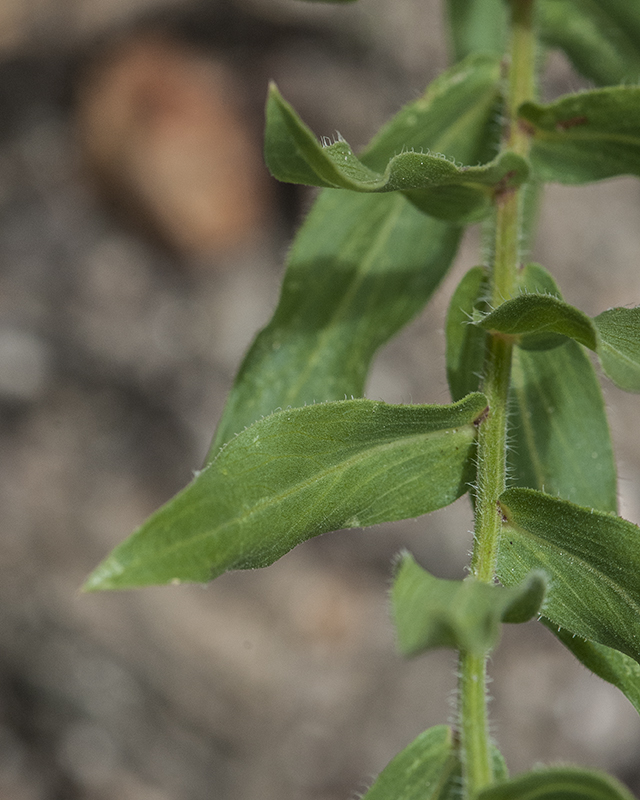 Showy Fleabane Leaves