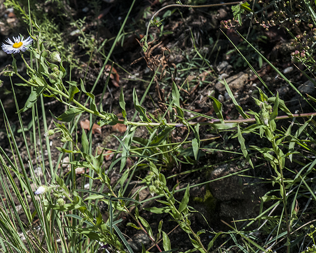 Showy Fleabane Plant