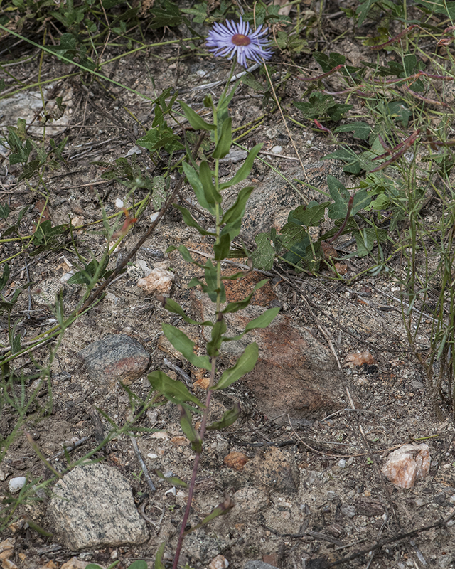 Showy Fleabane Plant