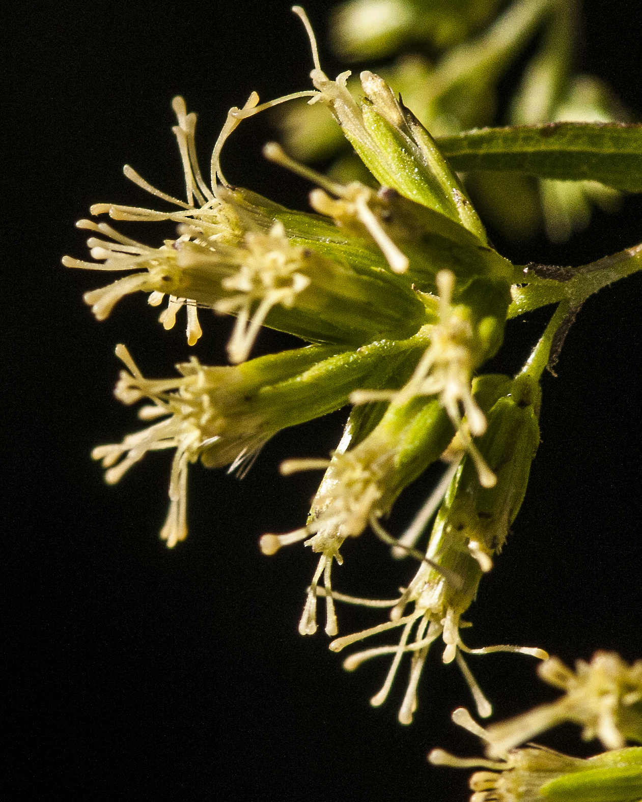 Shrubby Thoroughwort Flower